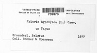 Xylaria hypoxylon image